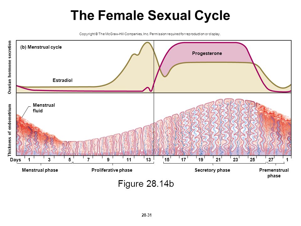 40 days menstrual cycle