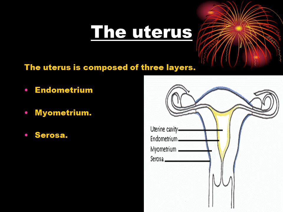 How large is the uterus