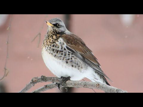 Thrush in a one year old