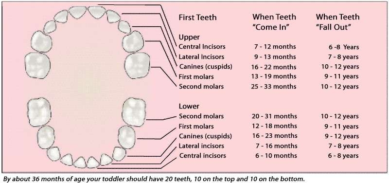 When is the baby first teeth