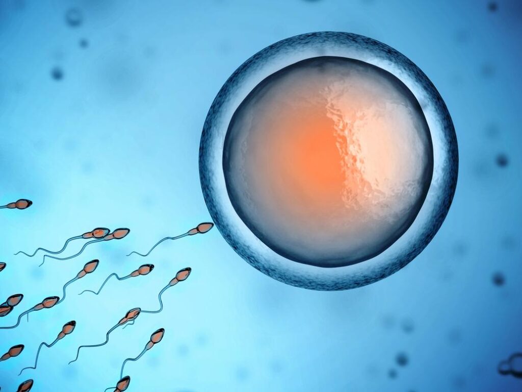 Sperms for pregnancy