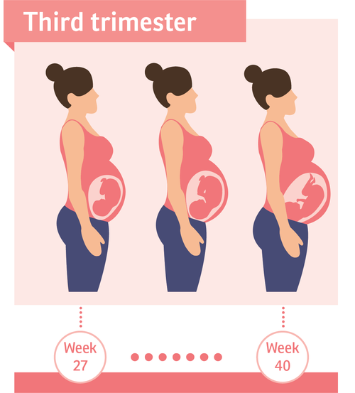 First trimester what to expect