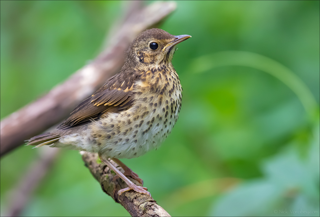 Mild baby thrush