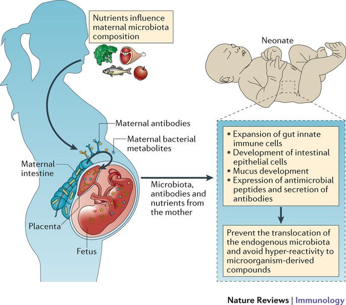 How to have a healthy placenta