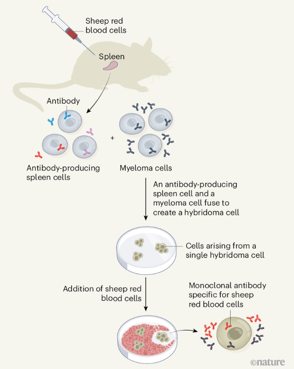 Anti d antibody pregnancy