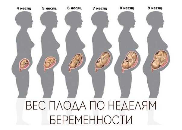 16Th week pregnancy development