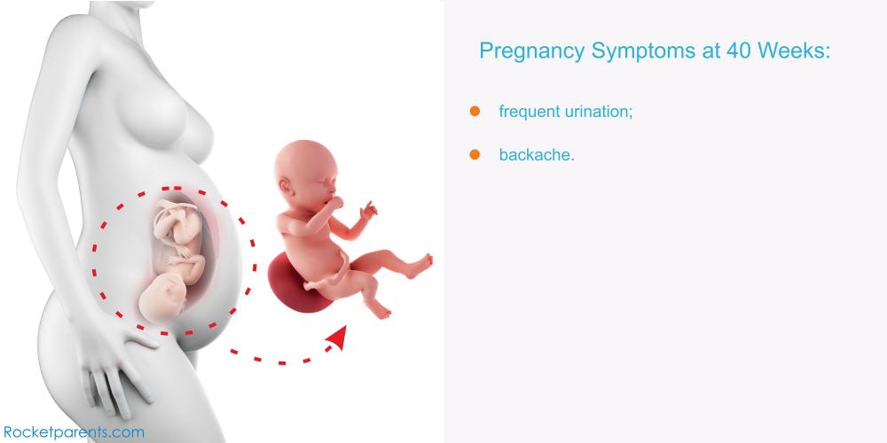 Urination in pregnancy