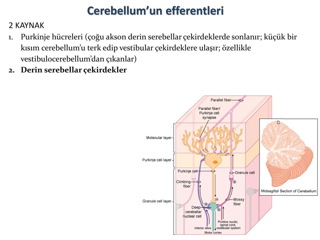 When does the cerebellum develop in a fetus