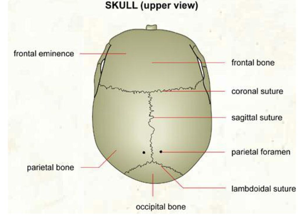 Flat anterior fontanel