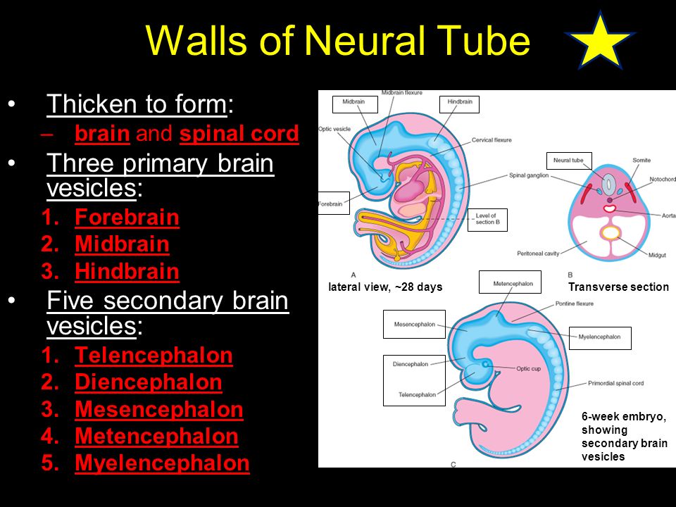 Neural tube closure week