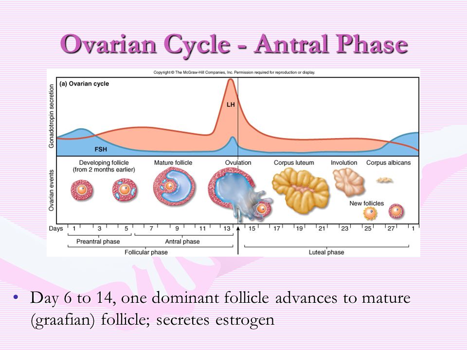 Sex one day before ovulation