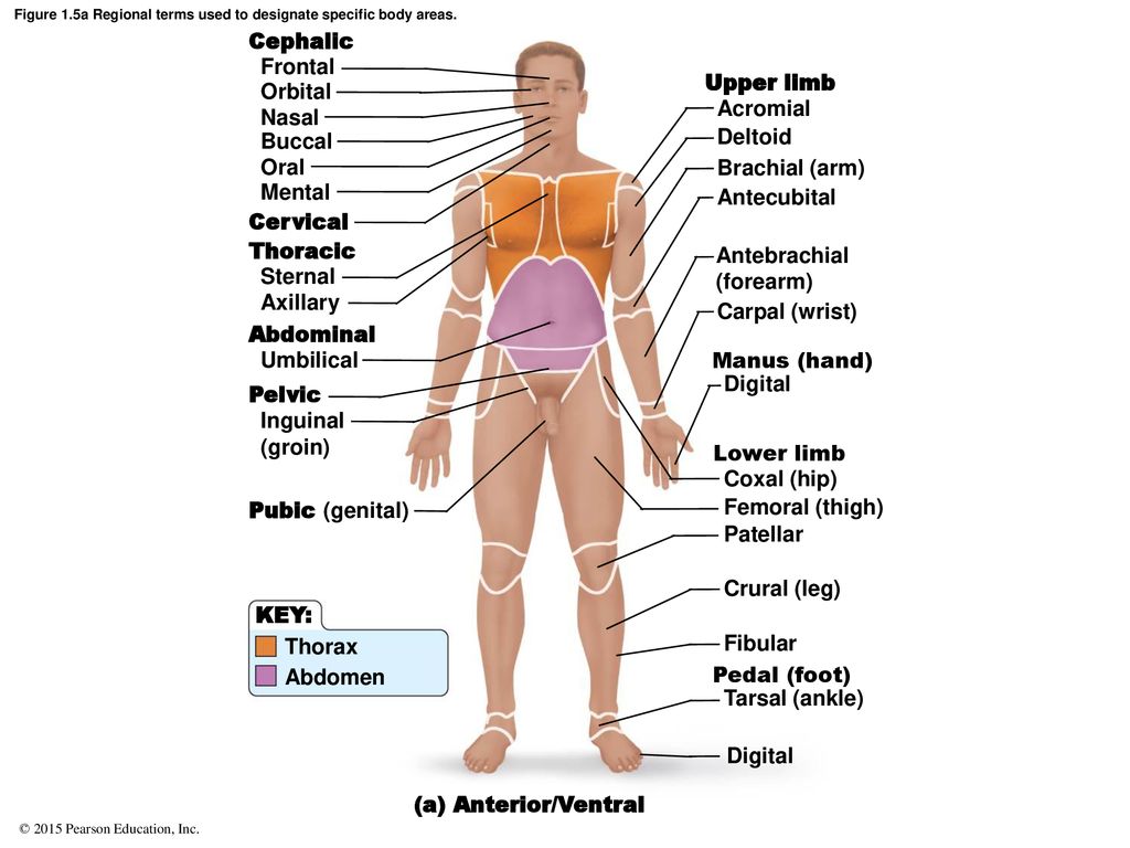 What Is Cephalic Position In Pregnancy