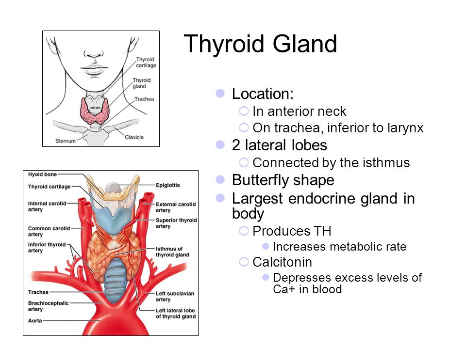 Over active thyroid and pregnancy