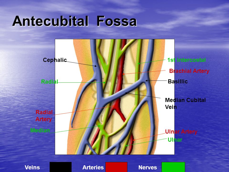 What is cephalic version