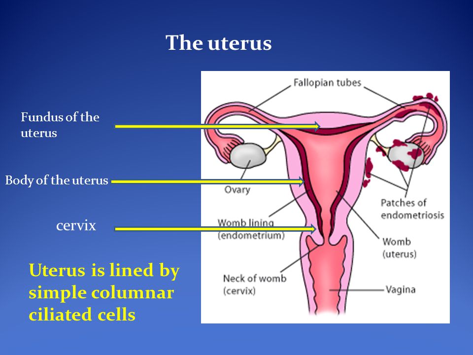 Fundus of uterus function
