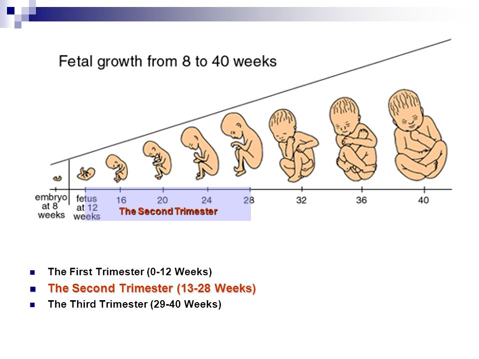 How many weeks is the first trimester in pregnancy