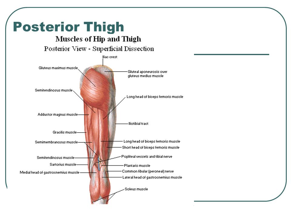 Back of thigh itching