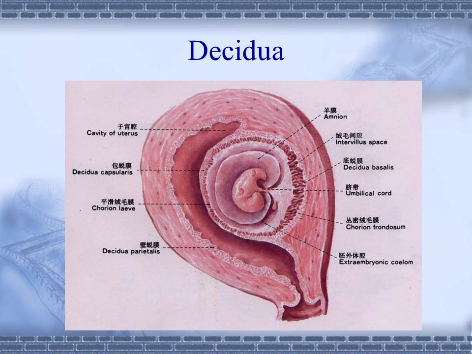 Development of uterus during pregnancy