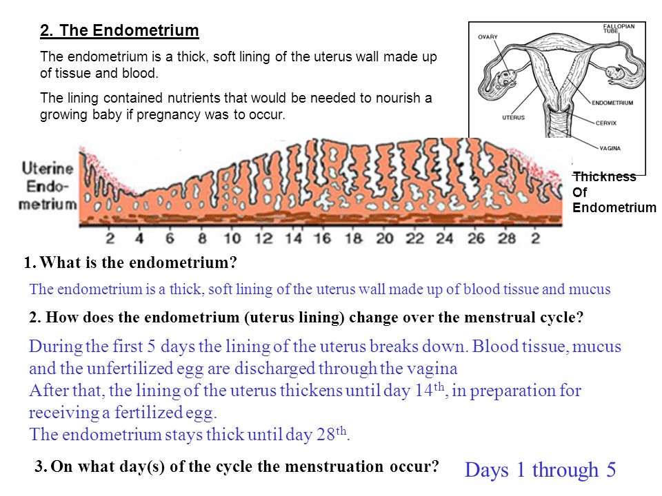 Shape of cervix