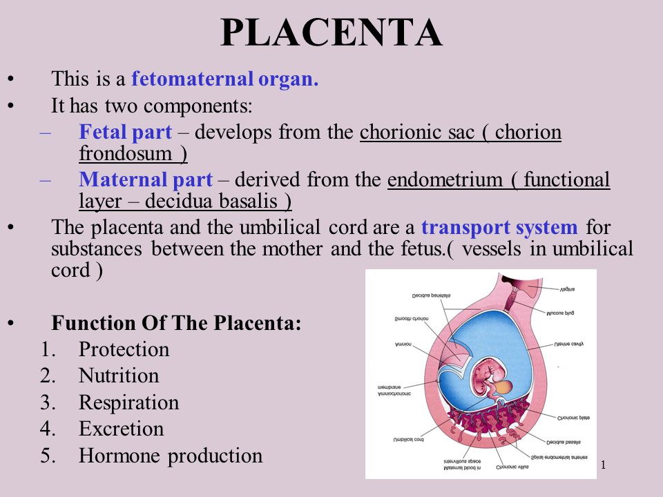 What does posterior placenta means