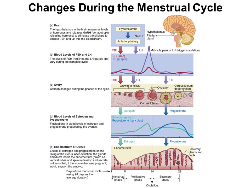 Signs of pregnancy during ovulation