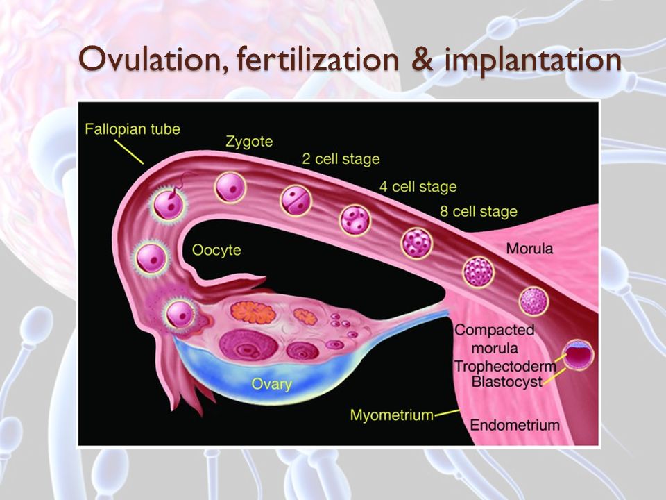 Ovulation look like