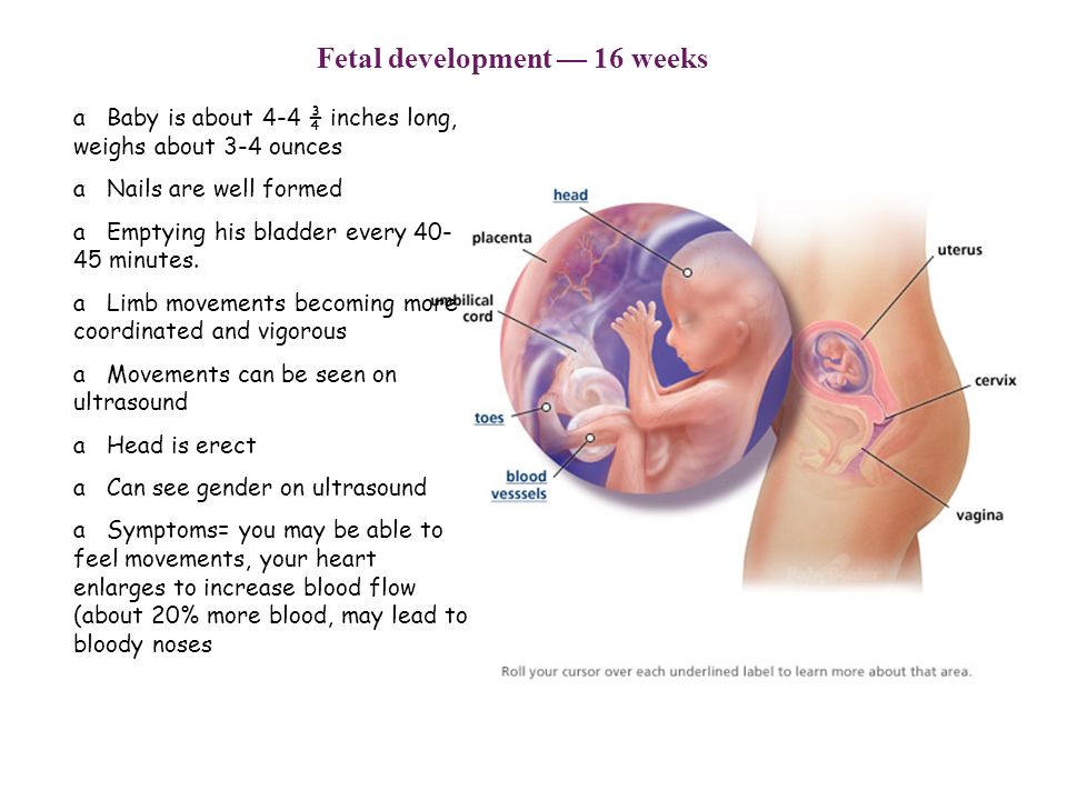 Fetal lie position