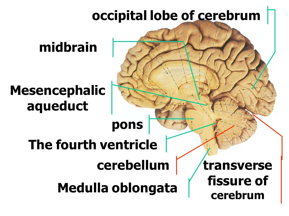 When does the cerebellum develop in a fetus