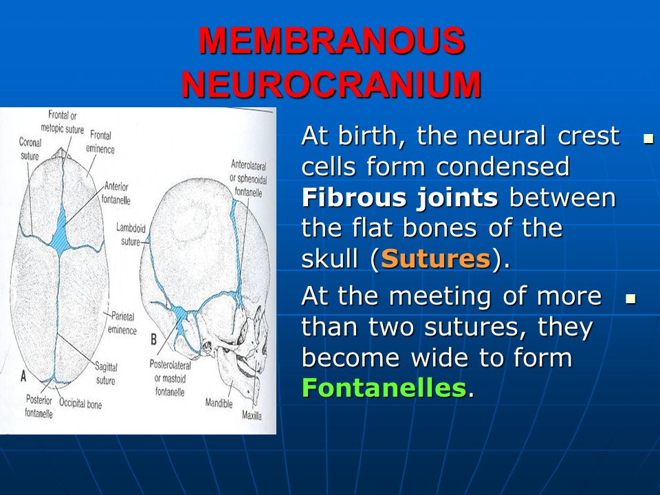 When does frontal fontanelle close