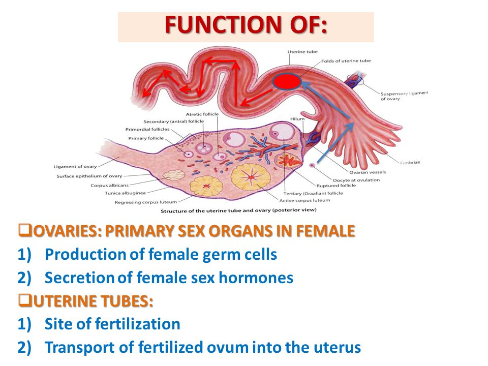 What is average size of uterus