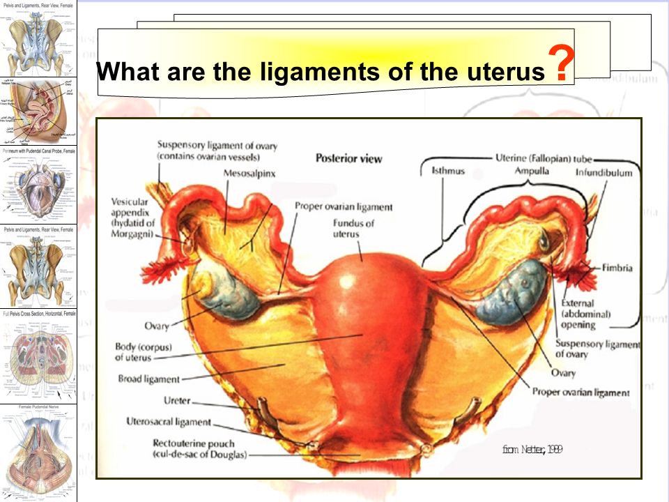 What is a uterus for