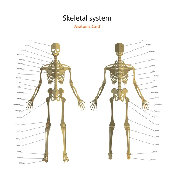 How many bones are in the human body of a child