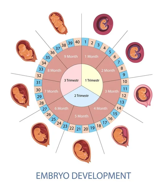 Trimesters and months of pregnancy