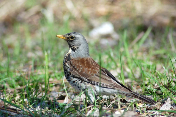 Mild baby thrush