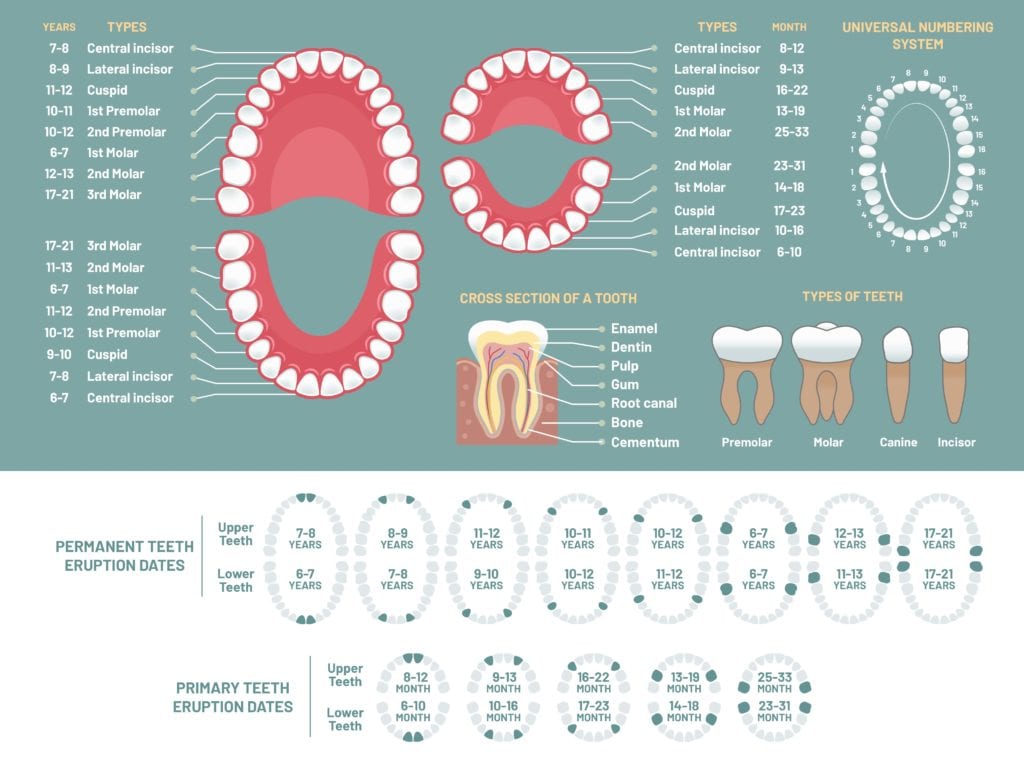 How many teeth do 6 year olds have