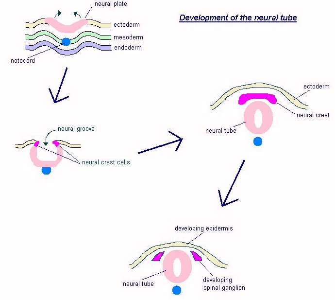 Neural tube closure week