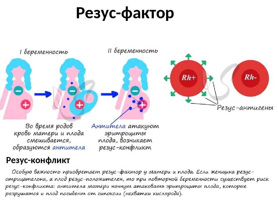 What is rh negative blood type in pregnancy