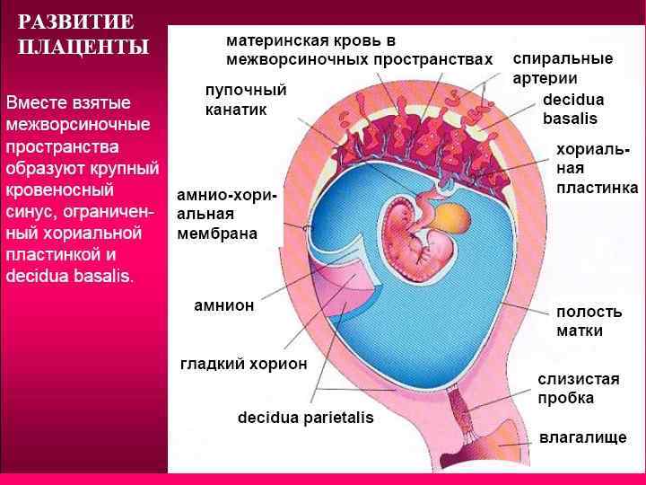 Retained placenta 8 weeks postpartum