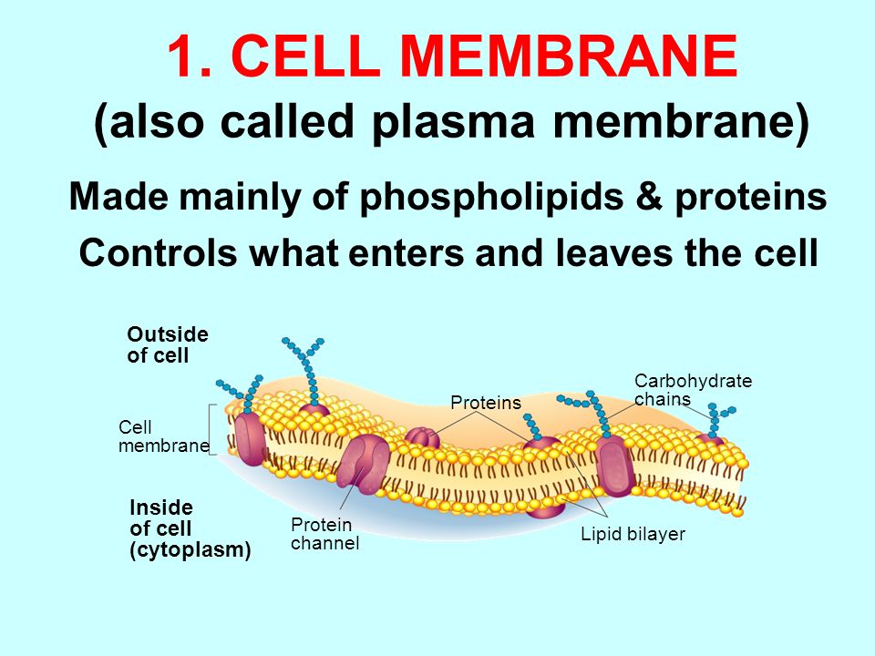 Membrane sweep painful